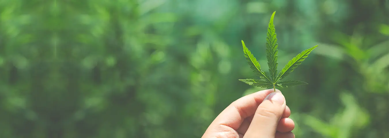 
cannabis aus der apotheke 